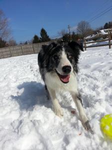 Merlin hoping to play fetch in the snow